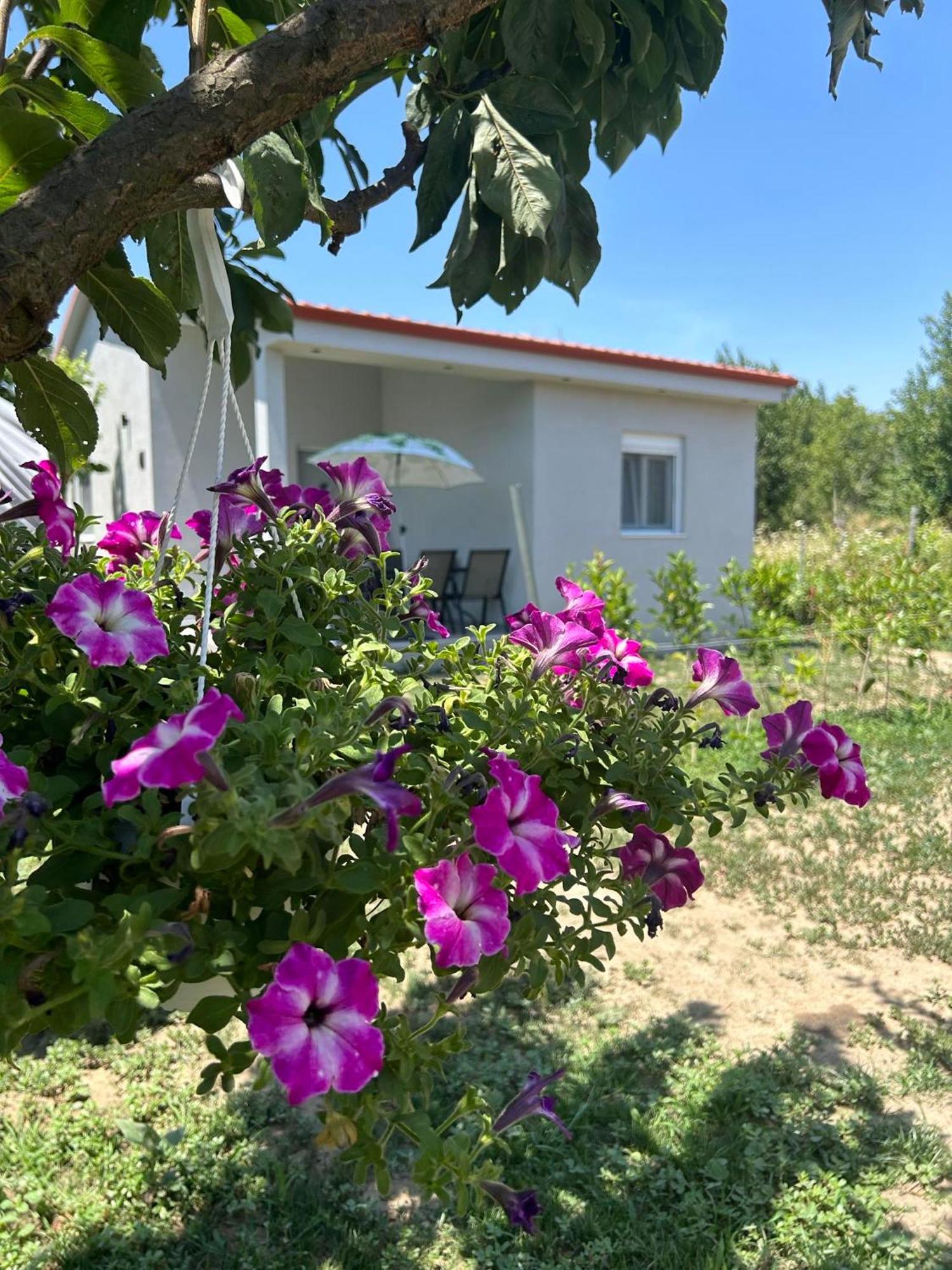 Ktima Mimoza Apartment Sykia Chalkidikis Exterior photo